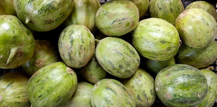 cetrioli carosello di manduria biologici sinergici