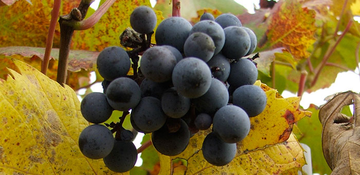 grappolo san martino