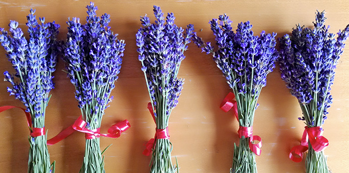 mazzetti di lavanda hidcote