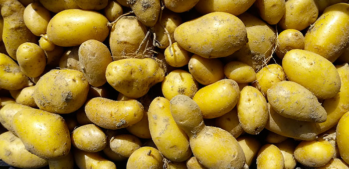 patate ratte olandesi orto sinergico