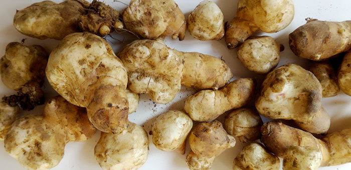 topinambur sinergico