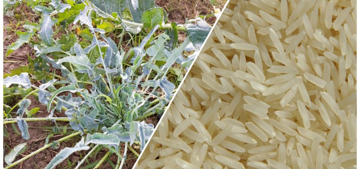 collage cavolo riso