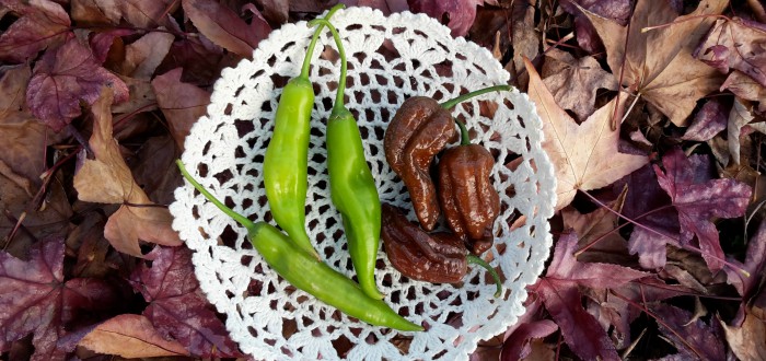 olio peperoncino GIUSTA