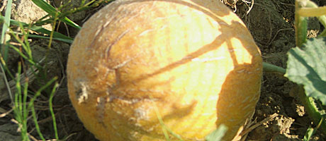 melone orto sinergico
