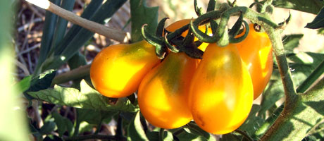 pomodori gialli antichi