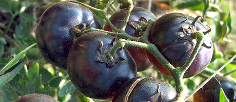 pomodoro nero sinergico