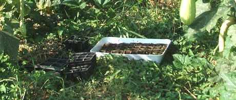semenzaio di luglio orto sinergico