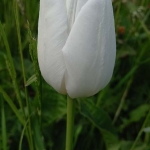 tulipano bianco