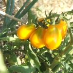 pomodorini lampadina