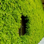 edera sul muro della cantina