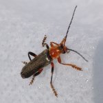 coleottero-cantharis-rustica
