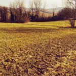 grano_antico_gentil_rosso_01