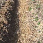 asparagiaia_sinergico_07