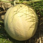 melone-sinergico