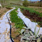 bancale_carote_trifoglio_cipolle