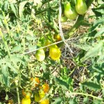 pomodori-gialli-biologico