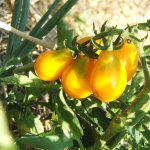 pomodori-lampadina-biologico