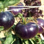 pomodoro-nero-biologico