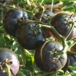 pomodoro-nero-permacultura