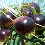 pomodoro-nero-sinergico